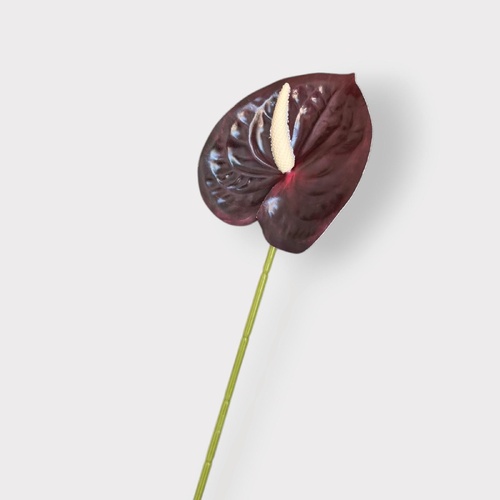 Anthurium HF5018BUR