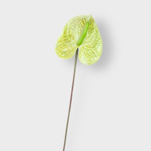 Anthurium HF5019GRN