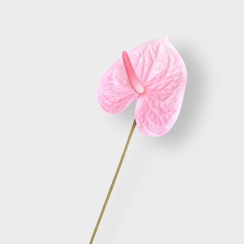 Anthurium HF5019L-PNK