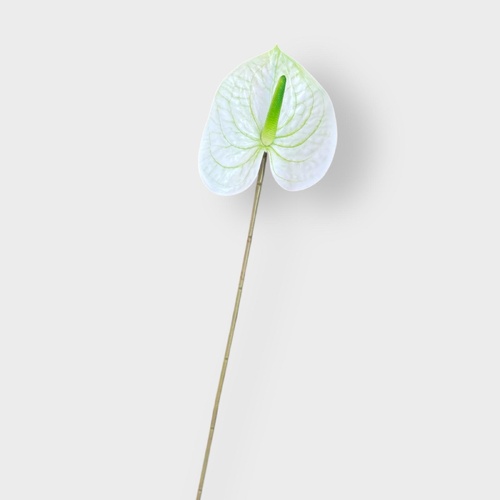 Anthurium HF5019W-GRN