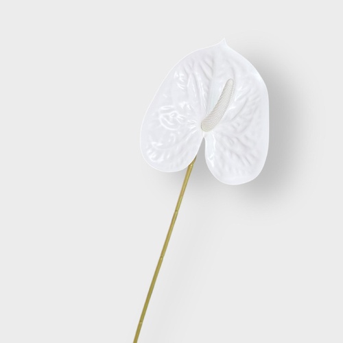 Anthurium HF5019WHT-P