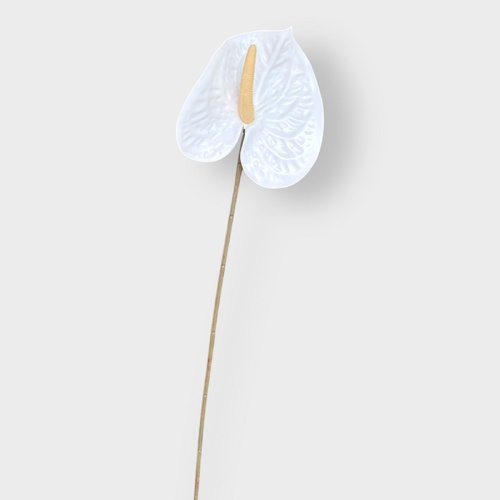 Anthurium HF5019WHT