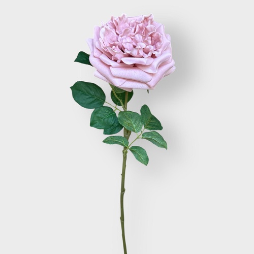 David Austin Rose HF5055BLUSH