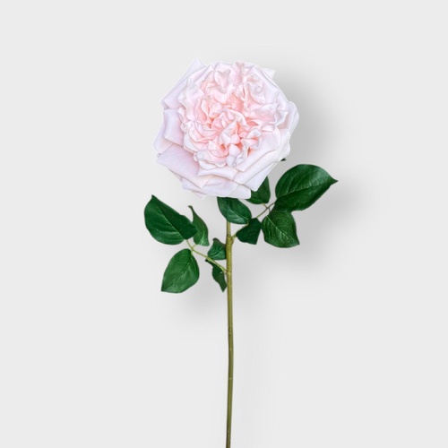 David Austin Rose HF5055L-BLUSH