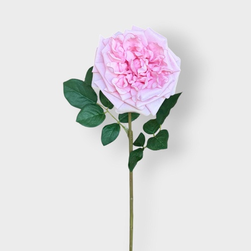 David Austin Rose HF5055PNK