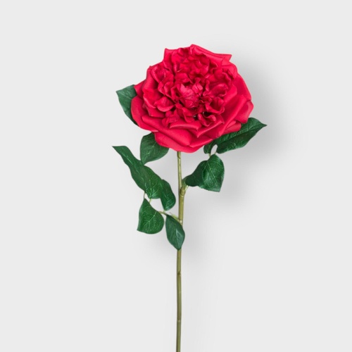 David Austin Rose HF5055RED