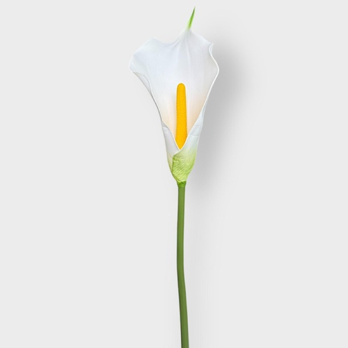 Calla Lily 72cm HF5090WHT