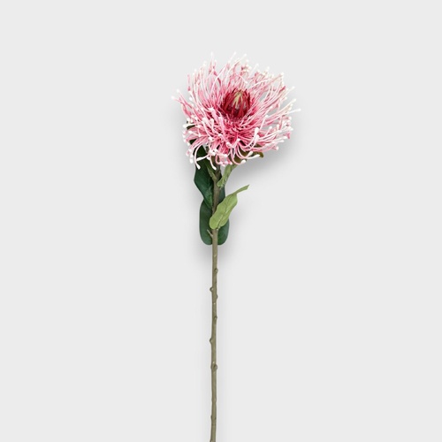 Pincushion Protea HF5108PNK