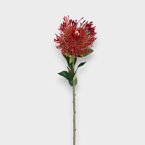 Pincushion Protea HF5108RED