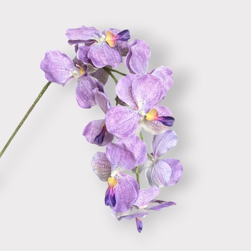 Vanda Orchid HF5157PUR