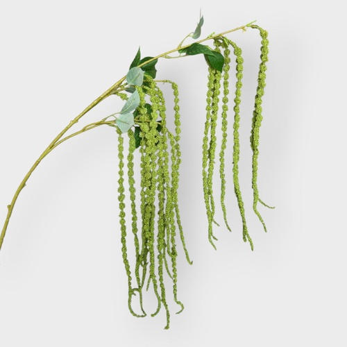Amaranthus HF5443GRN