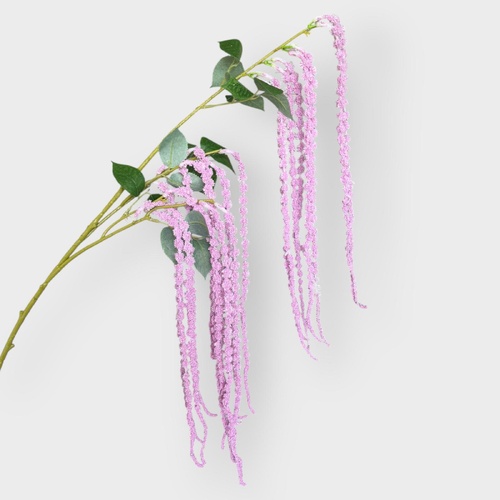 Amaranthus HF5443PNK