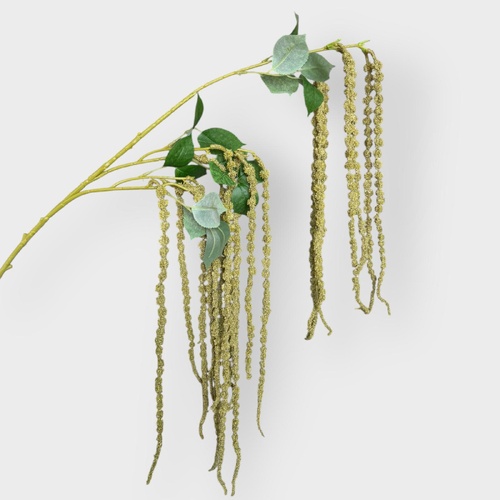 Amaranthus HF5443W-GRN