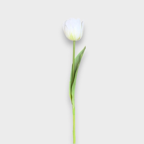 Tulip Stem HF5483CRM