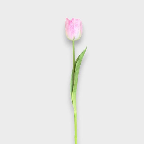 Tulip Stem HF5483PNK