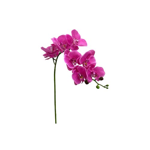 Phalaenopsis Orchid HU0031-PNK