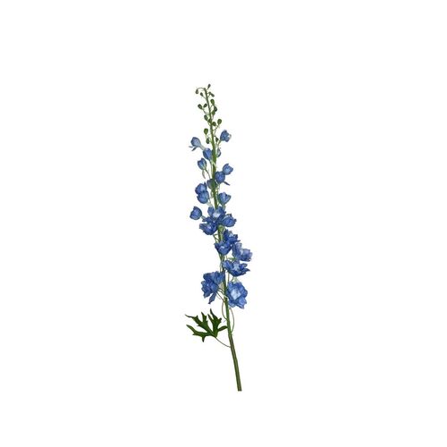 Delphinium HU0033-BL