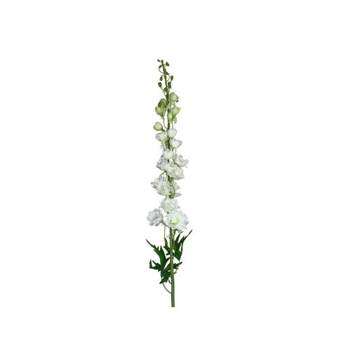 Delphinium HU0033-WH