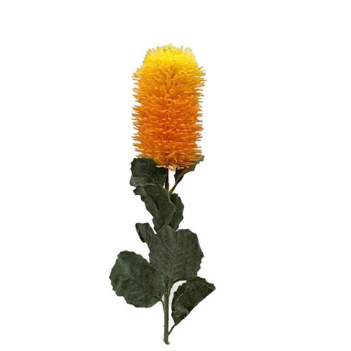 Banksia Praemorsa JI2100-OR