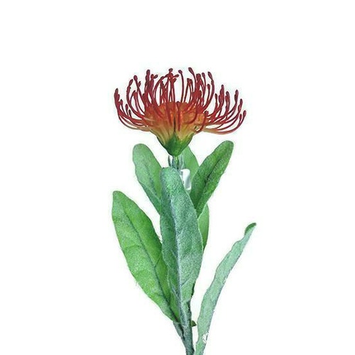Single Pincushion Leucospermum JI2103-RD