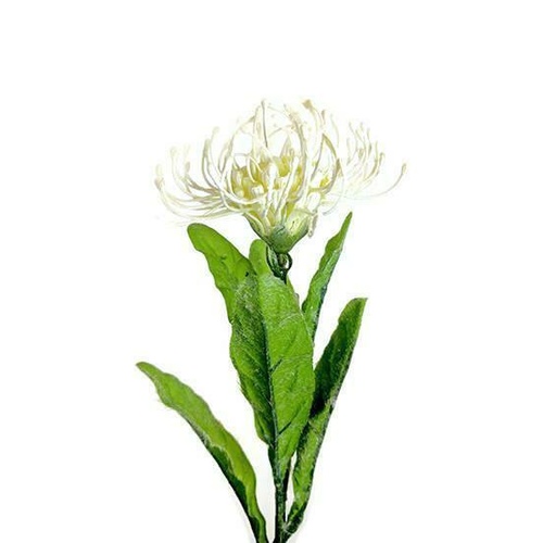 Pincushion Leucospermum JI2103-WH