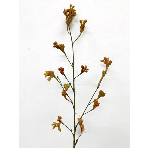 Kangaroo Paw JI2104-OR