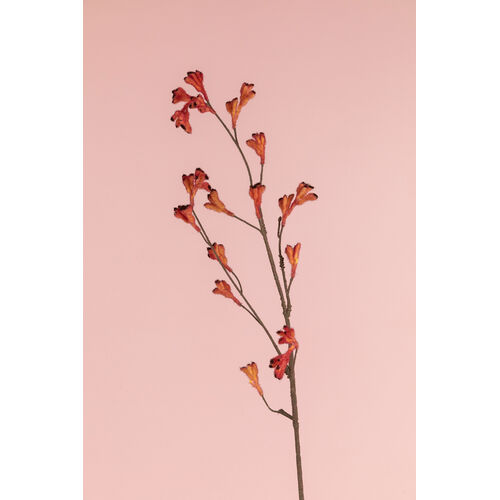 Kangaroo Paw JI2104-RD