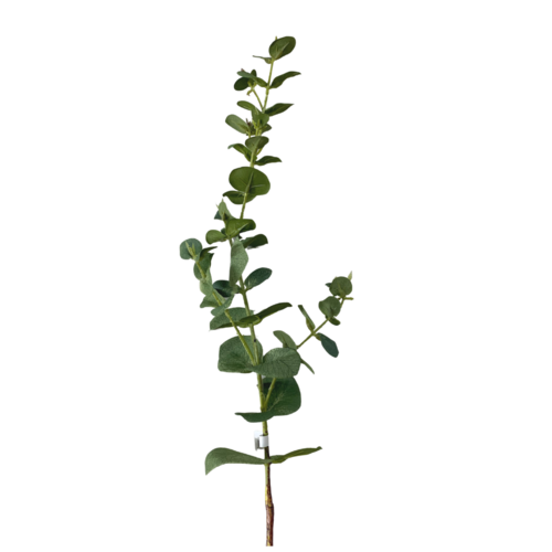 Eucalyptus Dollar Gum JI2115