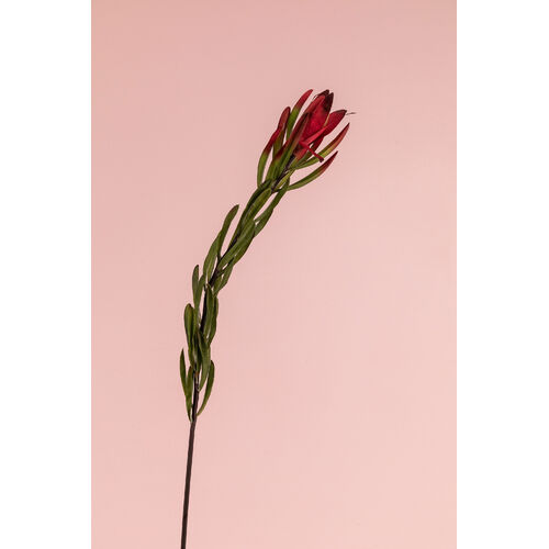 Leucadendron JI2119-BG