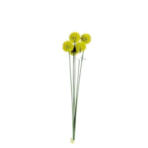 Billy button bundle x 5 JI2131