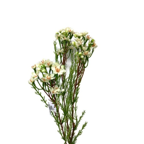 Geraldton Wax Flower JI2134-CR