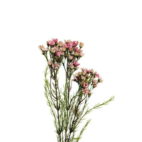 Geraldton Wax Flower JI2134-PK