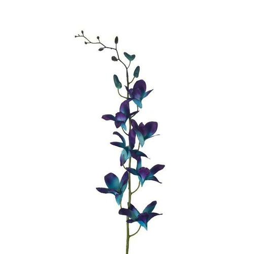 Singapore Orchid JI2304-GBL