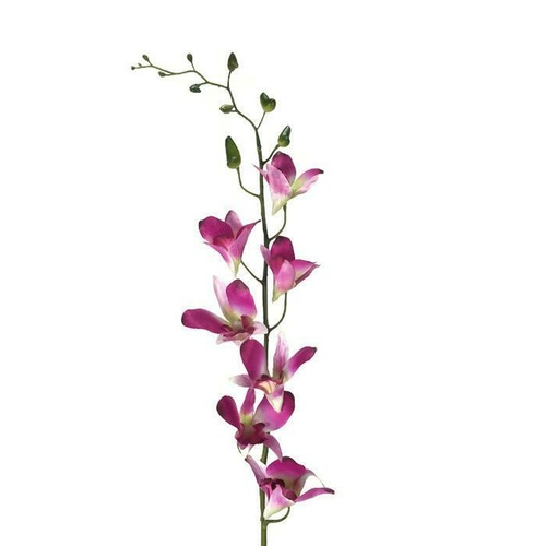 Singapore Orchid JI2304-pink