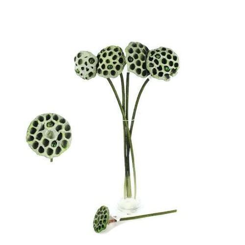 Lotus Pod JI2309