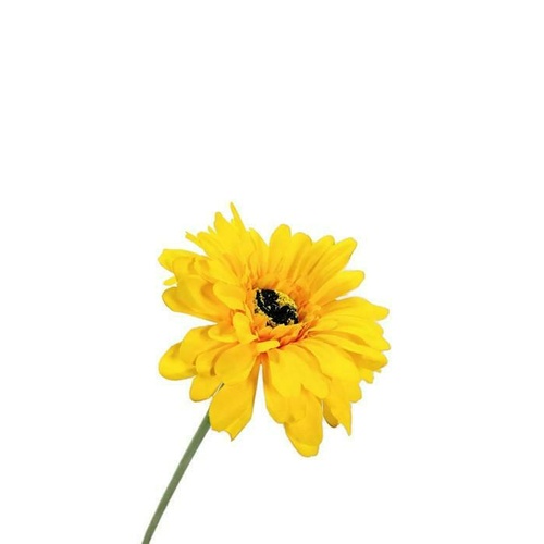 Gerbera - Multiple colours JI2325