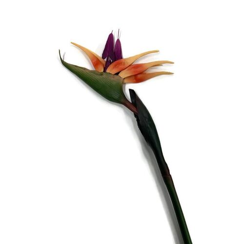 Bird of Paradise JI2331OR