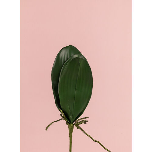 Orchid Leaf Bush, Phalaenopsis JI2350