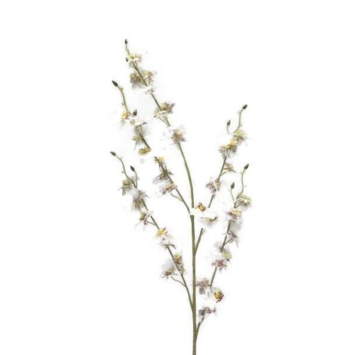 Dancing Lady Orchid JI2356