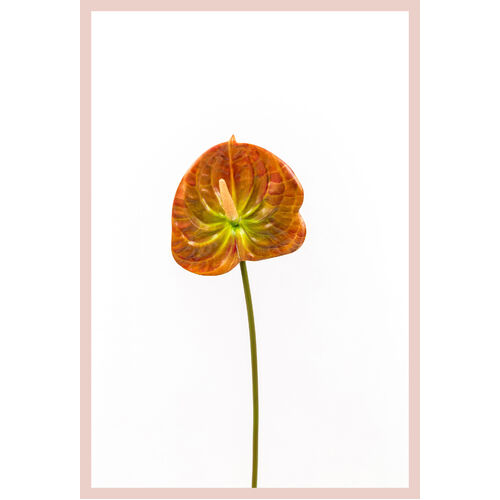 Anthurium JI2361-BR
