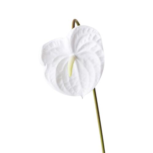 Anthurium JI2361WH