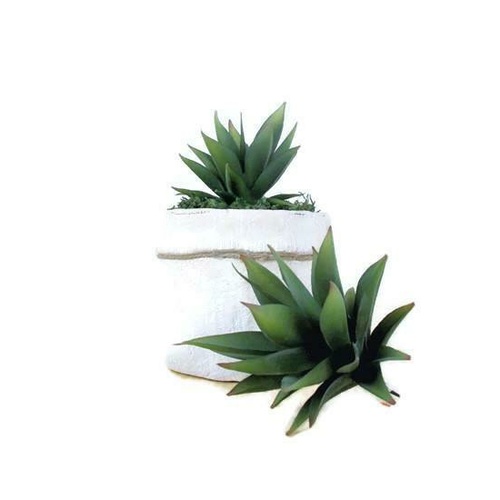 Cacti Agave JI2400-GR
