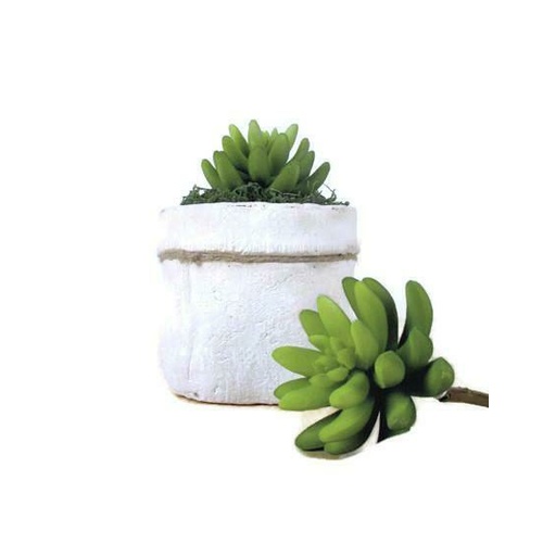 Cacti Echeveria JI2401-GR