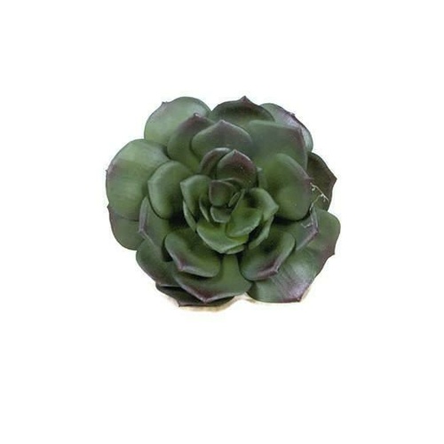 Cactus Echeveria JI2402-GR