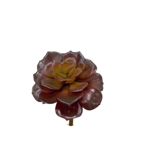 Cactus Echeveria JI2402-RD