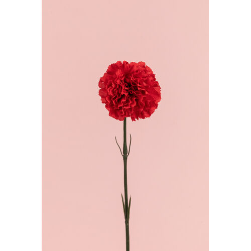 Single Carnation Stem JI2432-RD