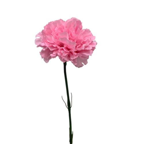 Single Carnation Stem JI2432-SPK