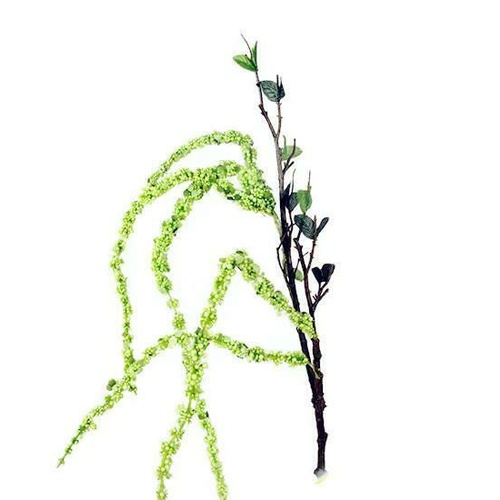Green Amaranthus JI2445