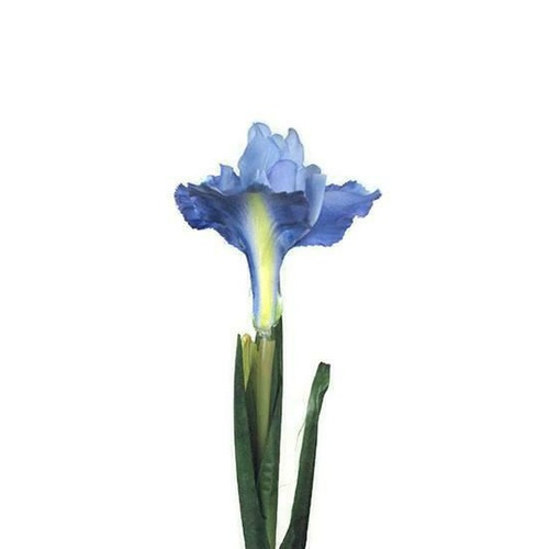 Iris on Leafy Stem JI2469-BL