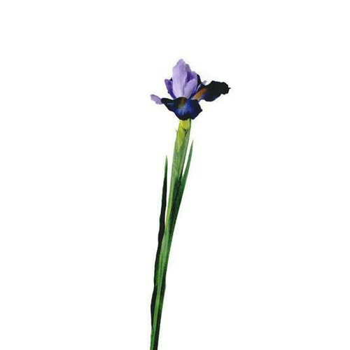 Iris on Leafy Stem JI2469-PUR